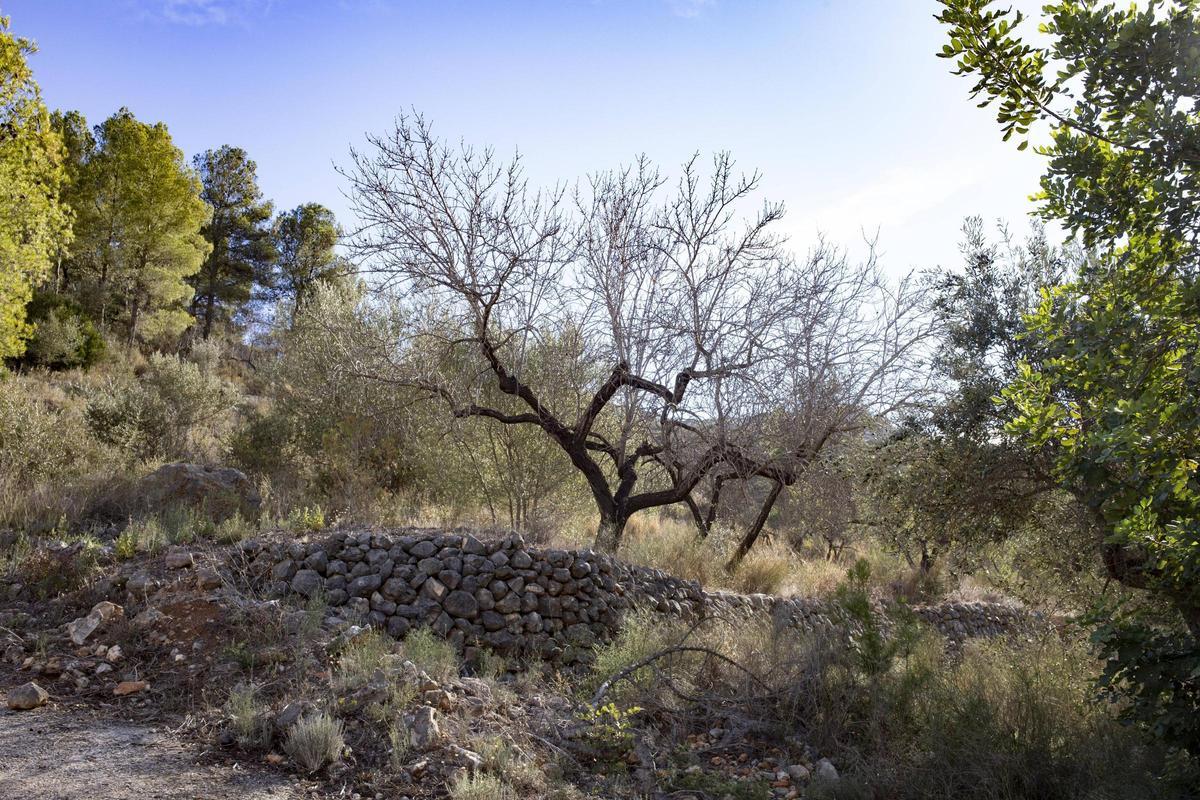 Un campo en Ràfol de Salem.