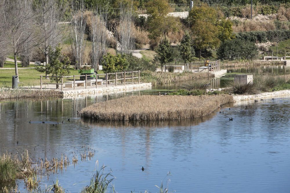 El parque La Marjal, hábitat para un centenar de especies de aves en la playa de San Juan de Alicante