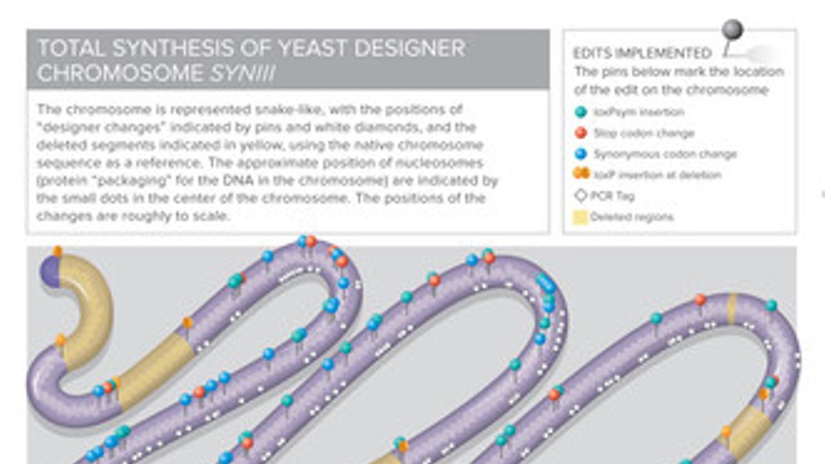 Secuencia del cromosoma de laboratorio, de la revista 'Science'