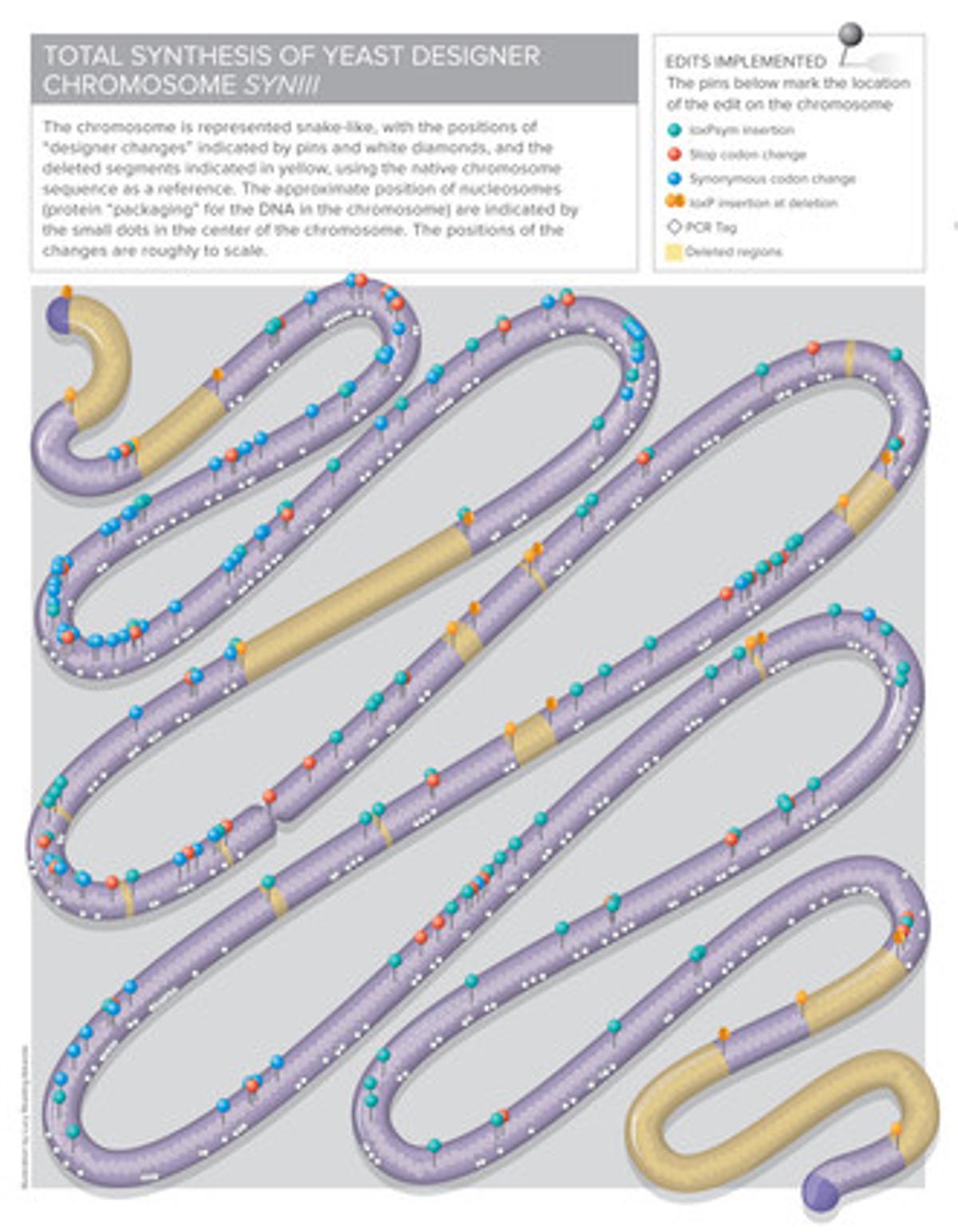Seqüència del cromosoma de laboratori, de la revista {’Science}’.