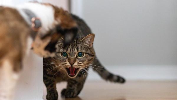 Gatos | Soñar con gatos que te atacan: cuidado con tus amigos
