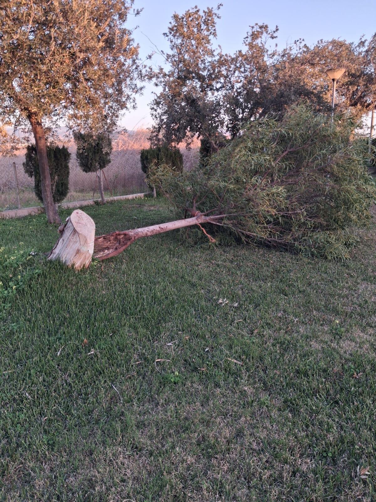 Árbol derribado en la partida del Quadro de Quartell.