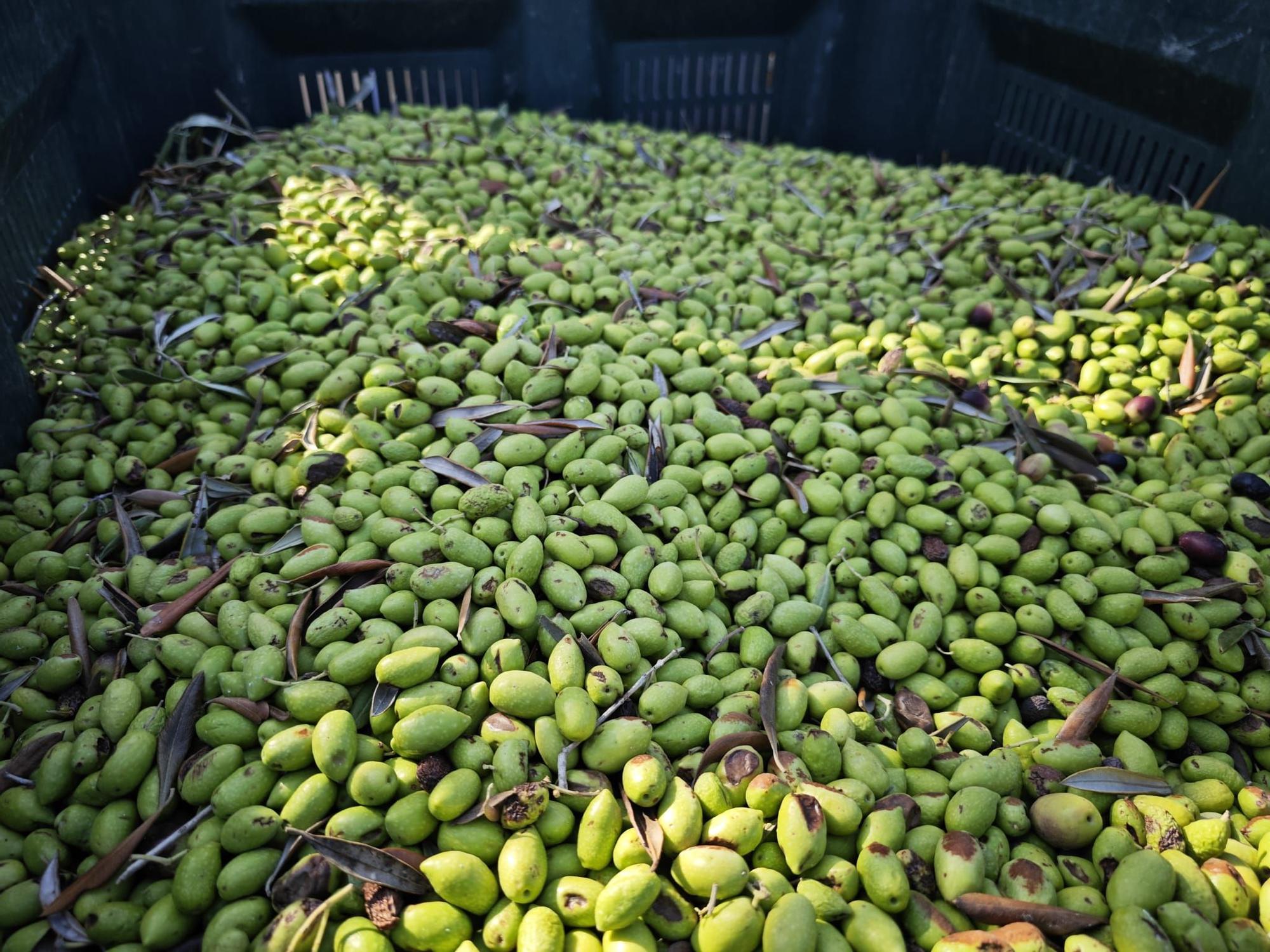 Fotos | La recolección de las aceitunas, en imágenes