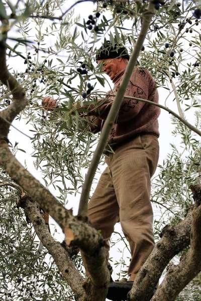 Recogida de aceituna en Fermoselle