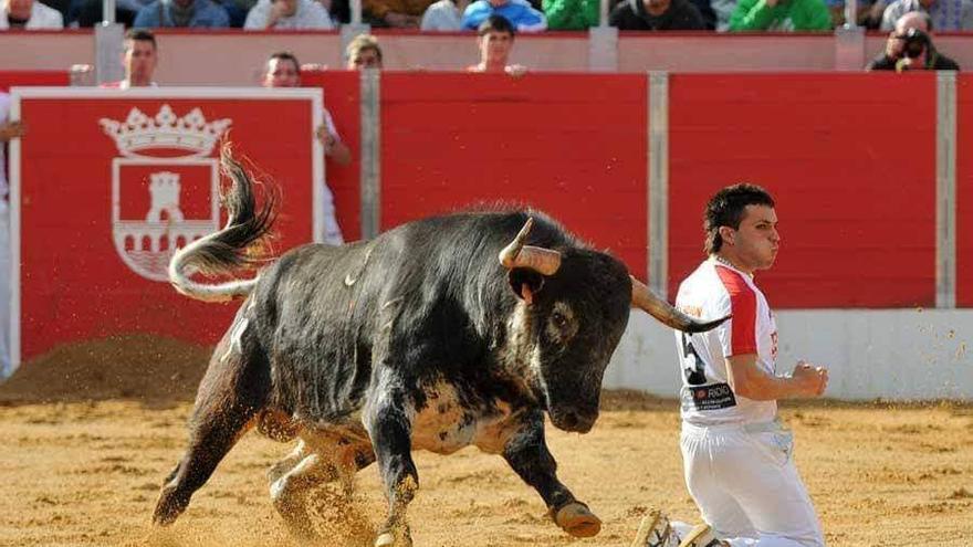 David Cortés, durante un concurso de recortadores.