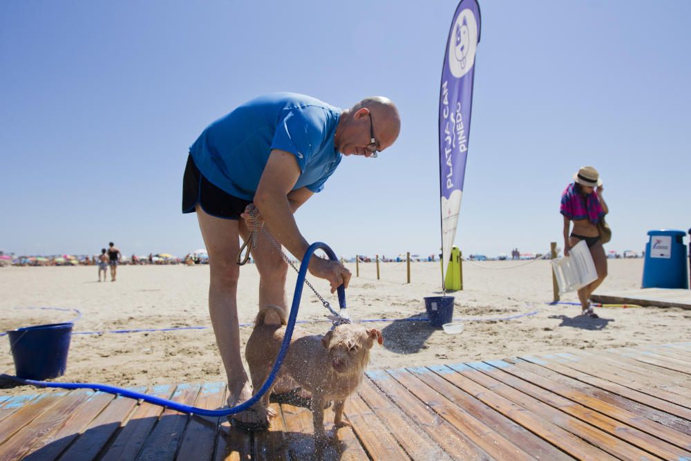 La playa para perros de Pinedo, a reventar