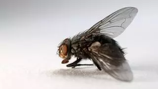 Algunos trucos para deshacerte de las moscas este verano