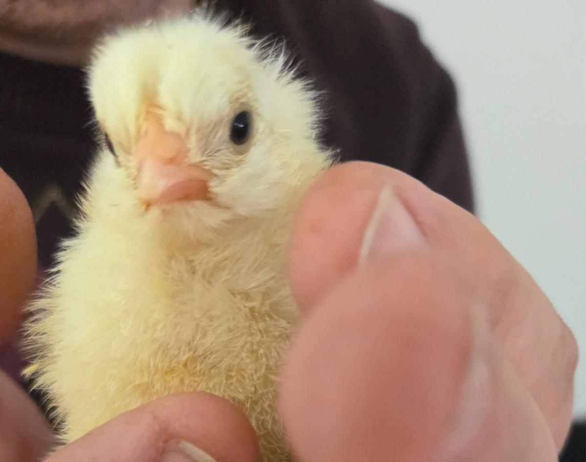 Uno de los pitinos que nacieron en el colegio de Peón.