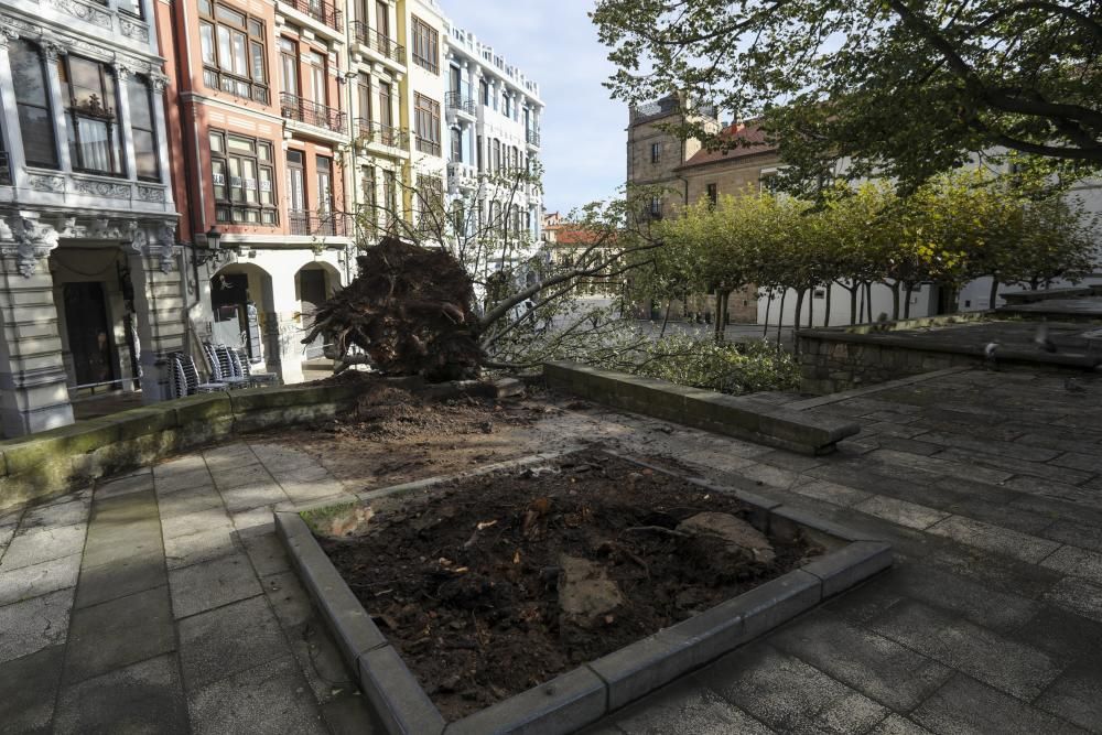 Daños del temporal en Avilés.