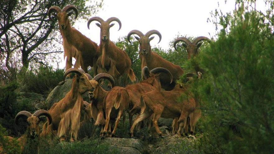 Una manada de arruís en un paraje de Sierra Espuña.