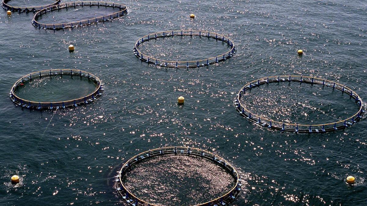 El atún se produce en los polígonos acuícolas de El Gorguel y San Pedro del Pinatar.