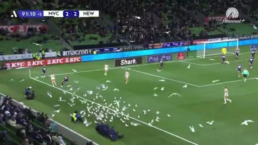 ¡Surrealista! Las gaviotas se apoderan de un partido en Australia