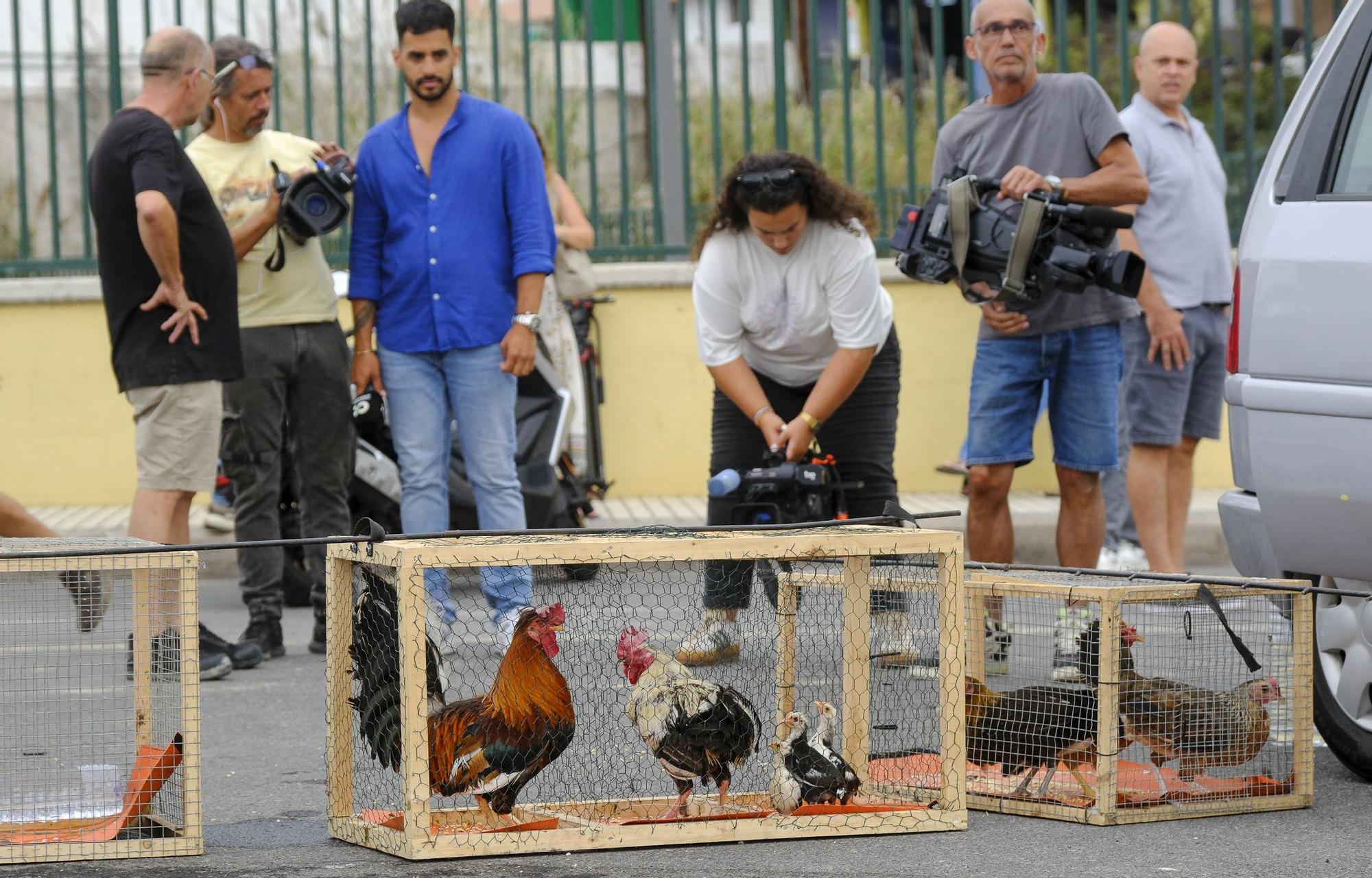 El Ayuntamiento retira los gallos de La Paterna tras varias quejas vecinales y antes de aplicar la desratización