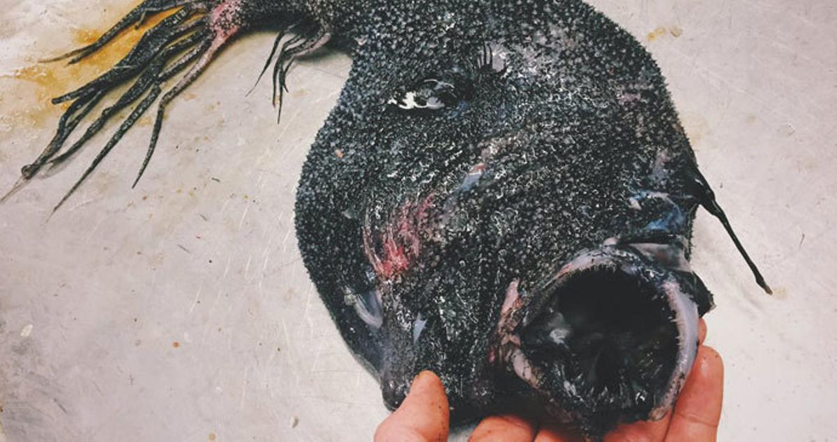 Los monstruos marinos más espeluznantes del océano