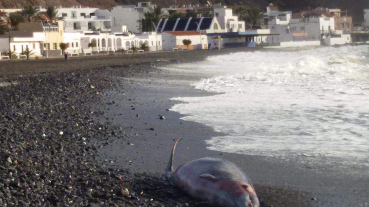 El cadáver de un zifio de cuatro metros aparece en una playa de Tuineje
