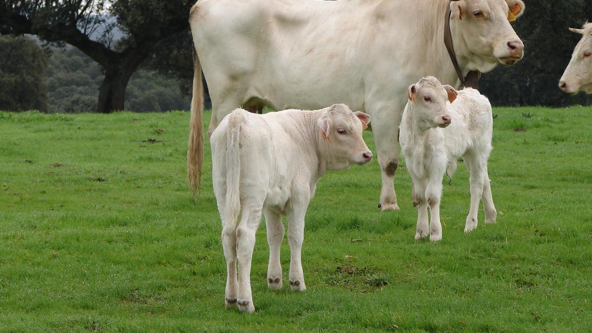 Ejemplares de la raza blanca cacereña.