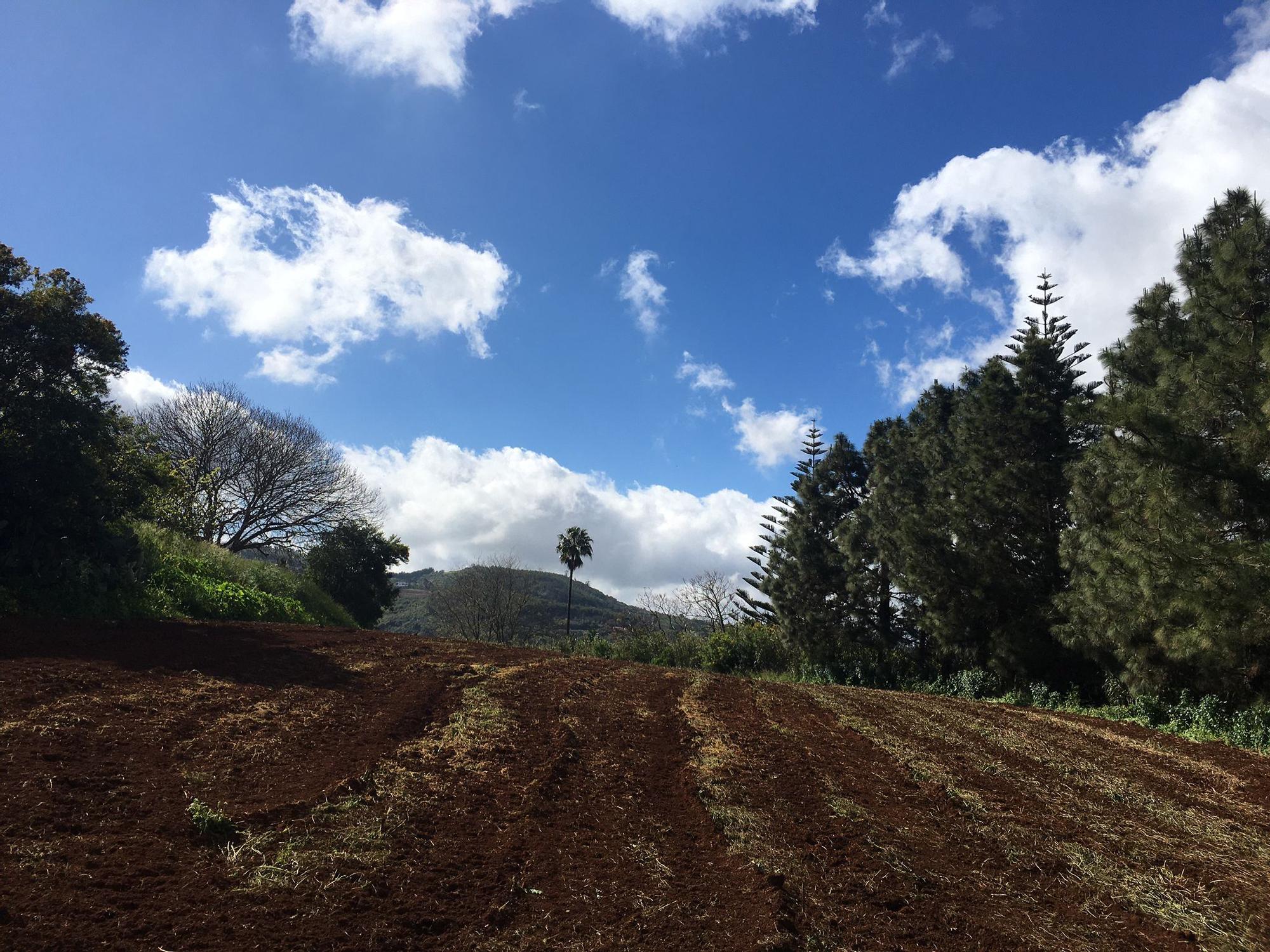 El tiempo en Valleseco, Gran Canaria (19/03/2021)