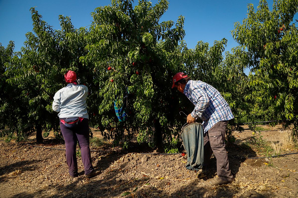 La finca La Veguilla se encuentra en plena recolección