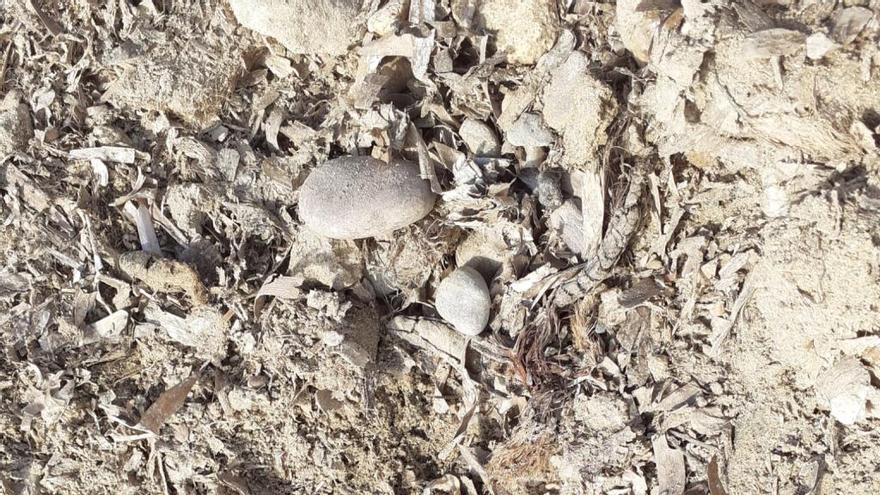 Encuentran una granada de mano activa en la playa del Rihuete de Mazarrón