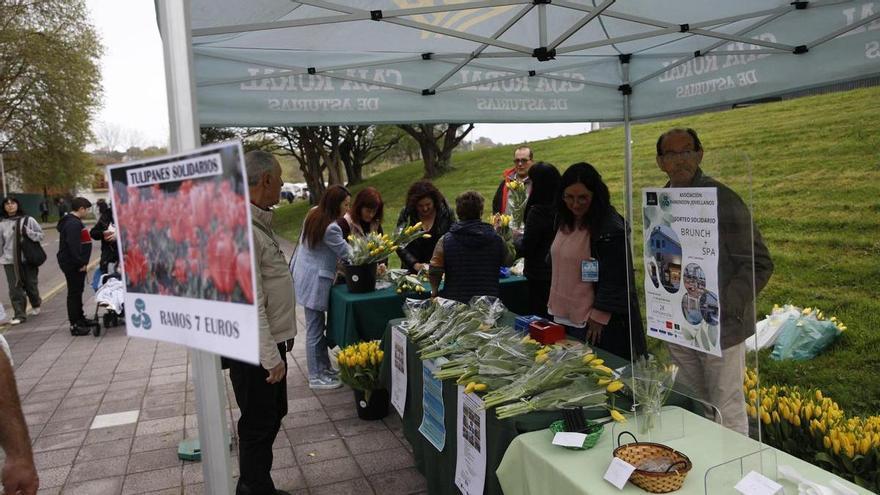 Tulipanes en el rastro de Gijón para dar visibilidad al párkinson