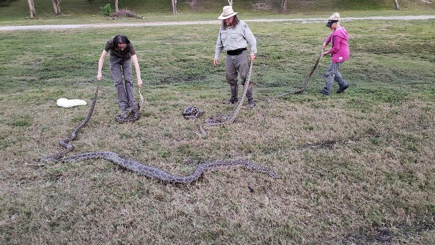 Florida elimina 5.000 pitones birmanas para preservar la fauna en la reserva de los Everglades