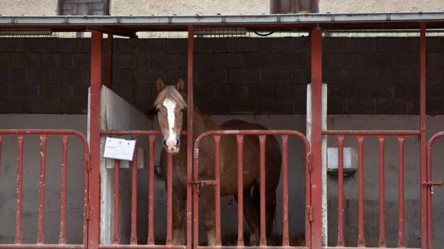 Un caballo, en la zona de boxes de la parada de sementales de Laviana.