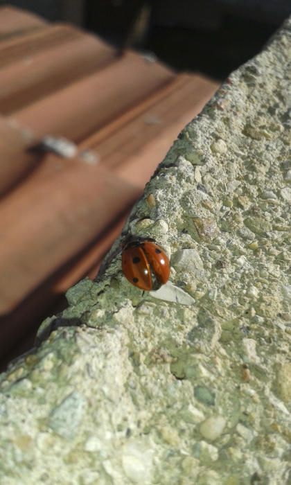 Marieta. Les marietes són de colors lluents molt vistosos. Són considerats insectes beneficiosos perquè en general són depredadors de pugons i pasteretes.