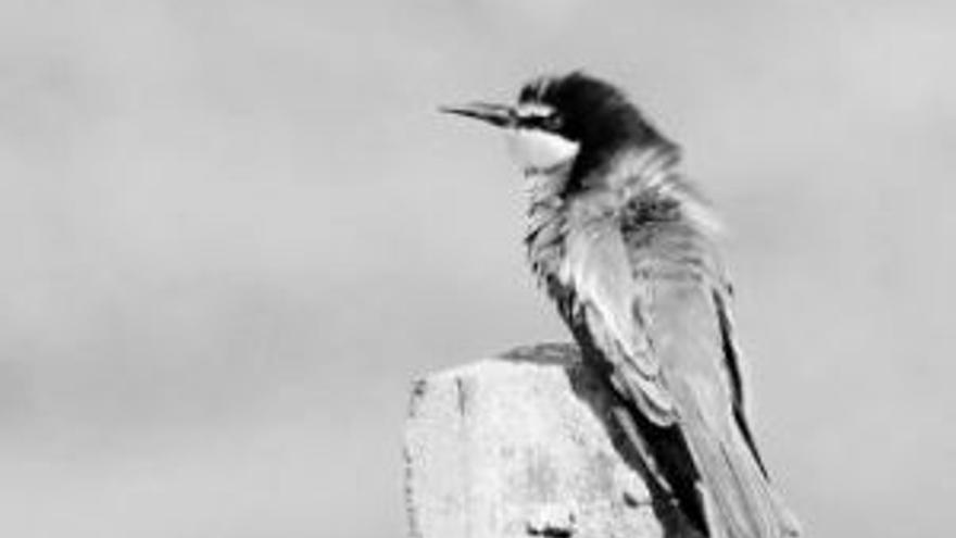 La observación de aves en Trasierra-Tierras de Granadilla