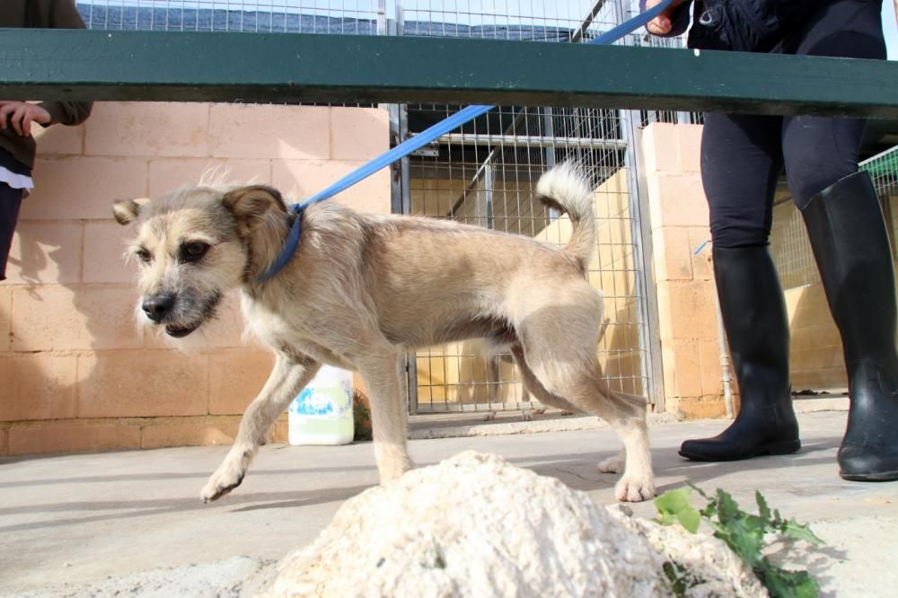 Los ingresos del refugio son destinados a la recuperación y subsistencia de perros y gatos.