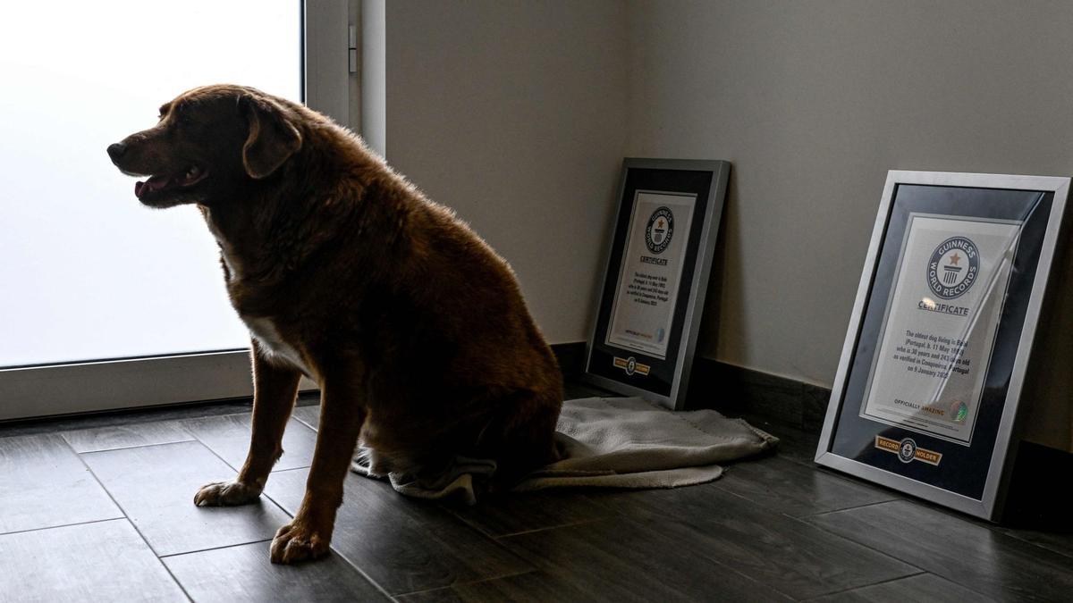 Bobi de 30 años, el perro más viejo del mundo según el Guinness World Records en Conqueiros, Portugal.