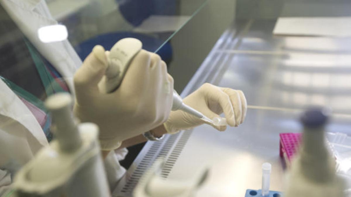 Investigación con células madre.