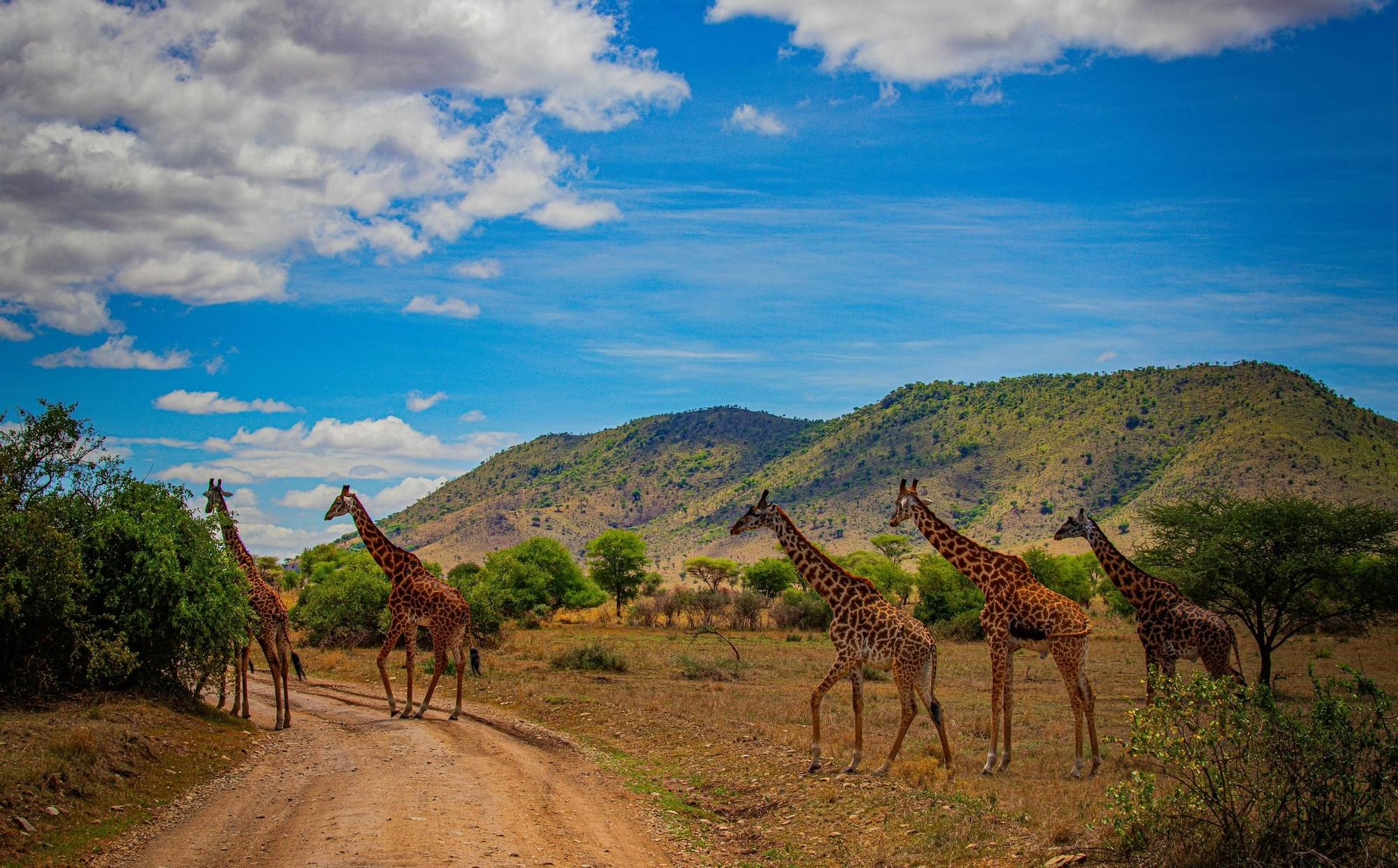 Este es uno de los escenarios más impactantes del planeta: ríos con cocodrilos, grandes felinos y una sabana siempre cambiante