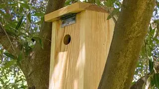 La Fundación Prode impulsa la instalación de nidales en Los Pedroches con su proyecto El Dehesafío