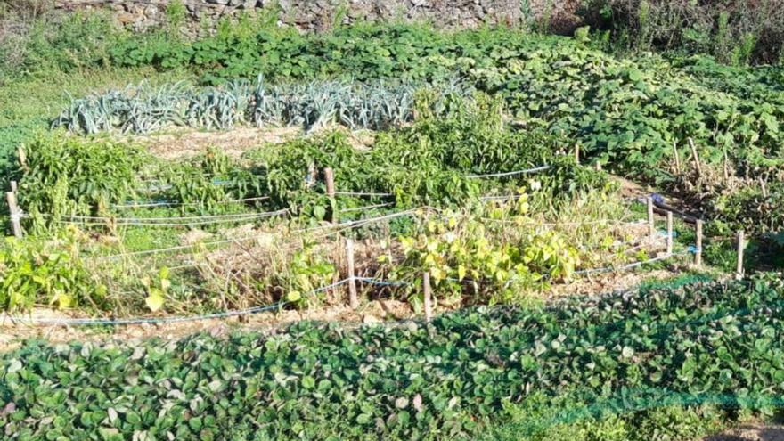 Una huerta en el término de Abejera de Tábara. | Chany Sebastián