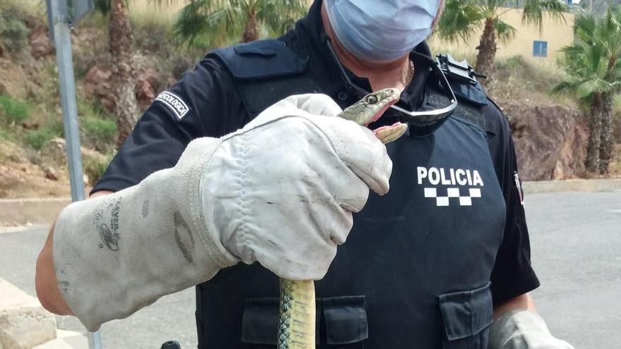 Encuentran una culebra de más de dos metros en un garaje en Los Ramos