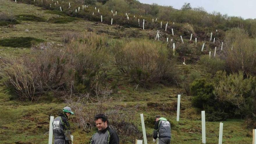 Plantación de árboles frutales en el Huerna.