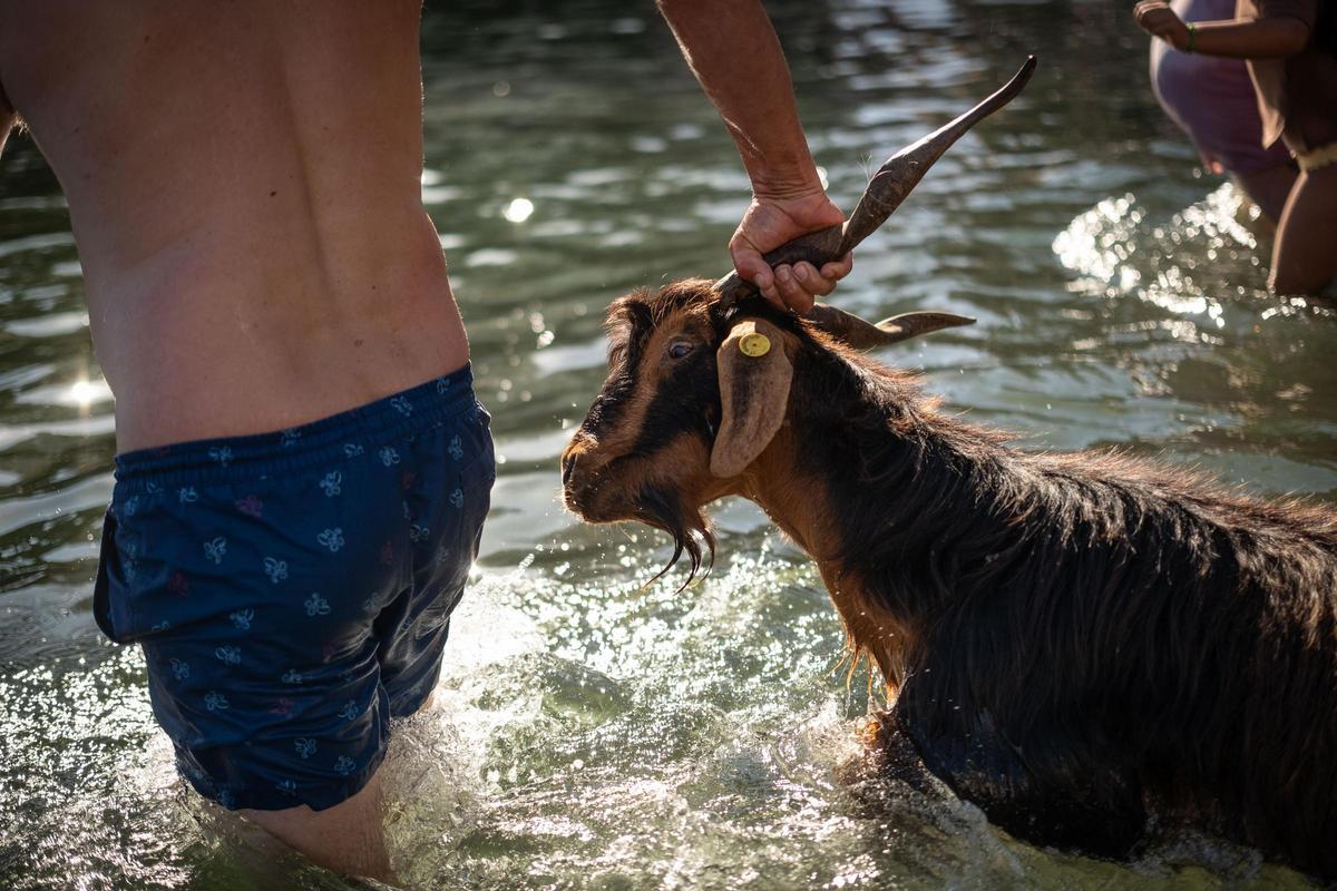 Así se vivió el tradicional baño de cabras en el muelle de Puerto de la Cruz