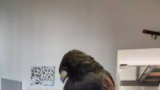 "Detenida" un águila fugada, de las que se utiliza para espantar palomas