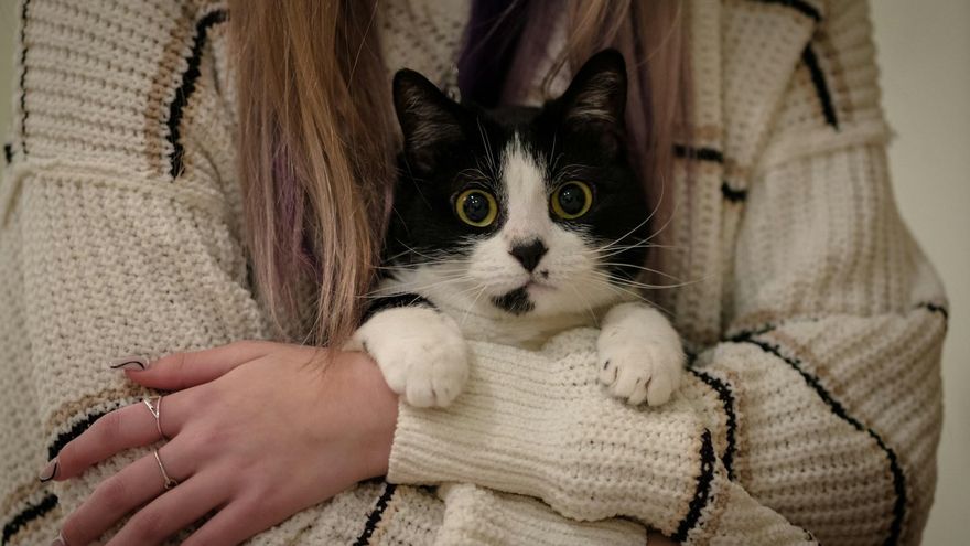 ¿Tu mascota te ama o solo te tolera?