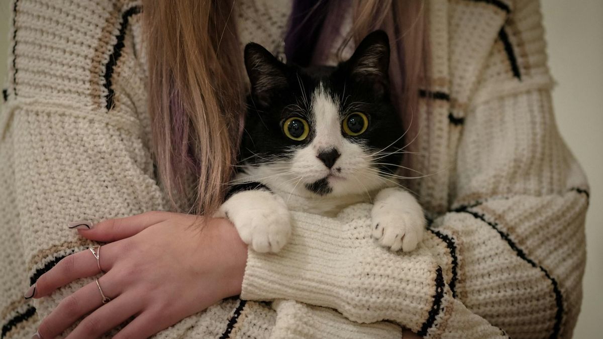 ¿Tu mascota te ama o solo te tolera?