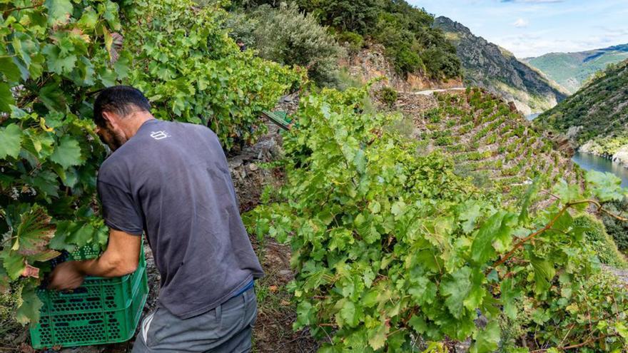 La DO Ribeira Sacra colabora para solicitar las ayudas de paisajismo
