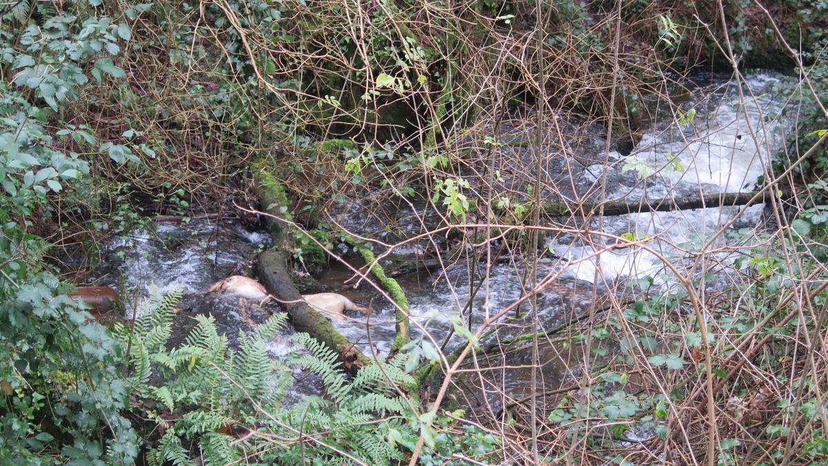 Algunos de los cerdos hallados en Coiros, en A Laracha.
