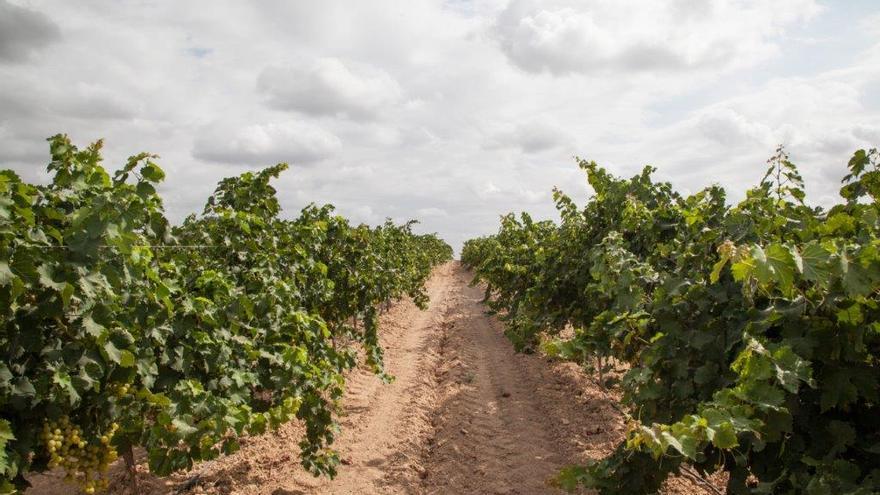 La cuna del Moscatel se encuentra a menos de 20 minutos de Valencia.