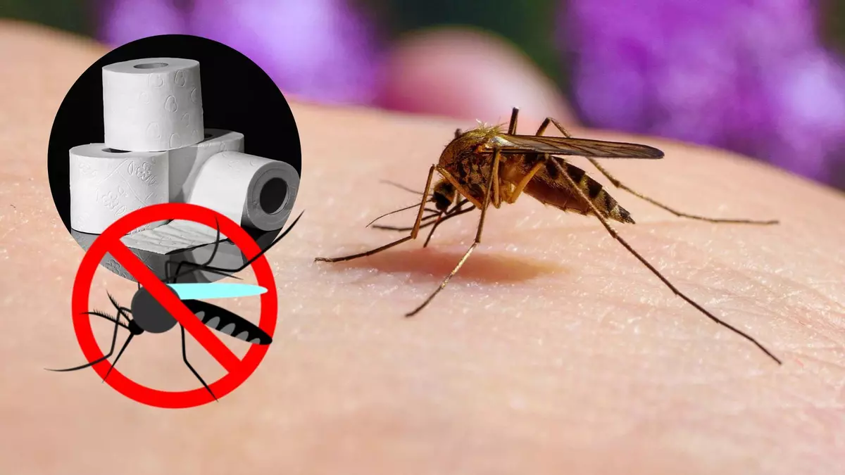 El papel higiénico, la opción de media España para eliminar mosquitos