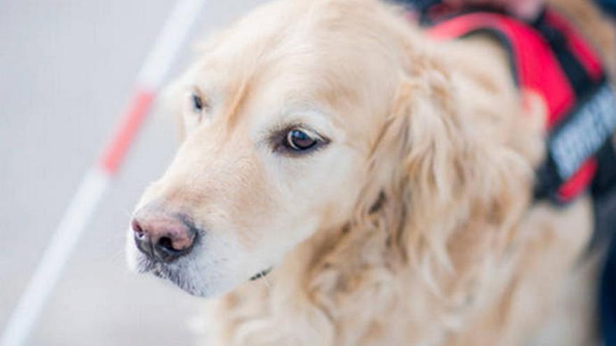 El Golden Retriever es apreciado por su lealtad.