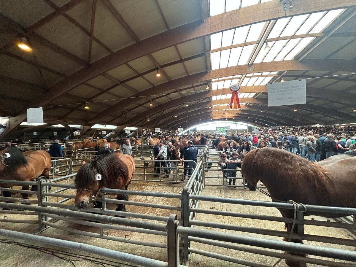 EN IMÁGENES: Concurso de Ganado Equino de la Montaña Asturiana en Pola de Siero EN IMÁGENES: Concurso de Ganado Equino de la Montaña Asturiana en Pola de Siero