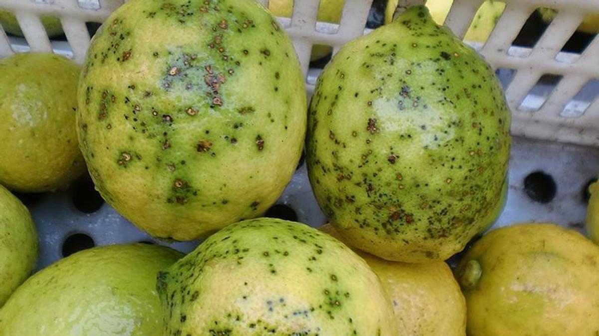 Uno de los envíos de cítricos afectados por la mancha negra.
