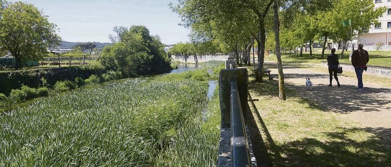 Invasión de plantas alóctonas en pleno en el curso fluvial. // Noé Parga