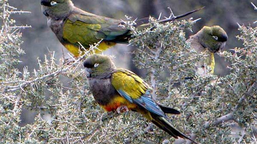 Ejemplares de loros barranqueros