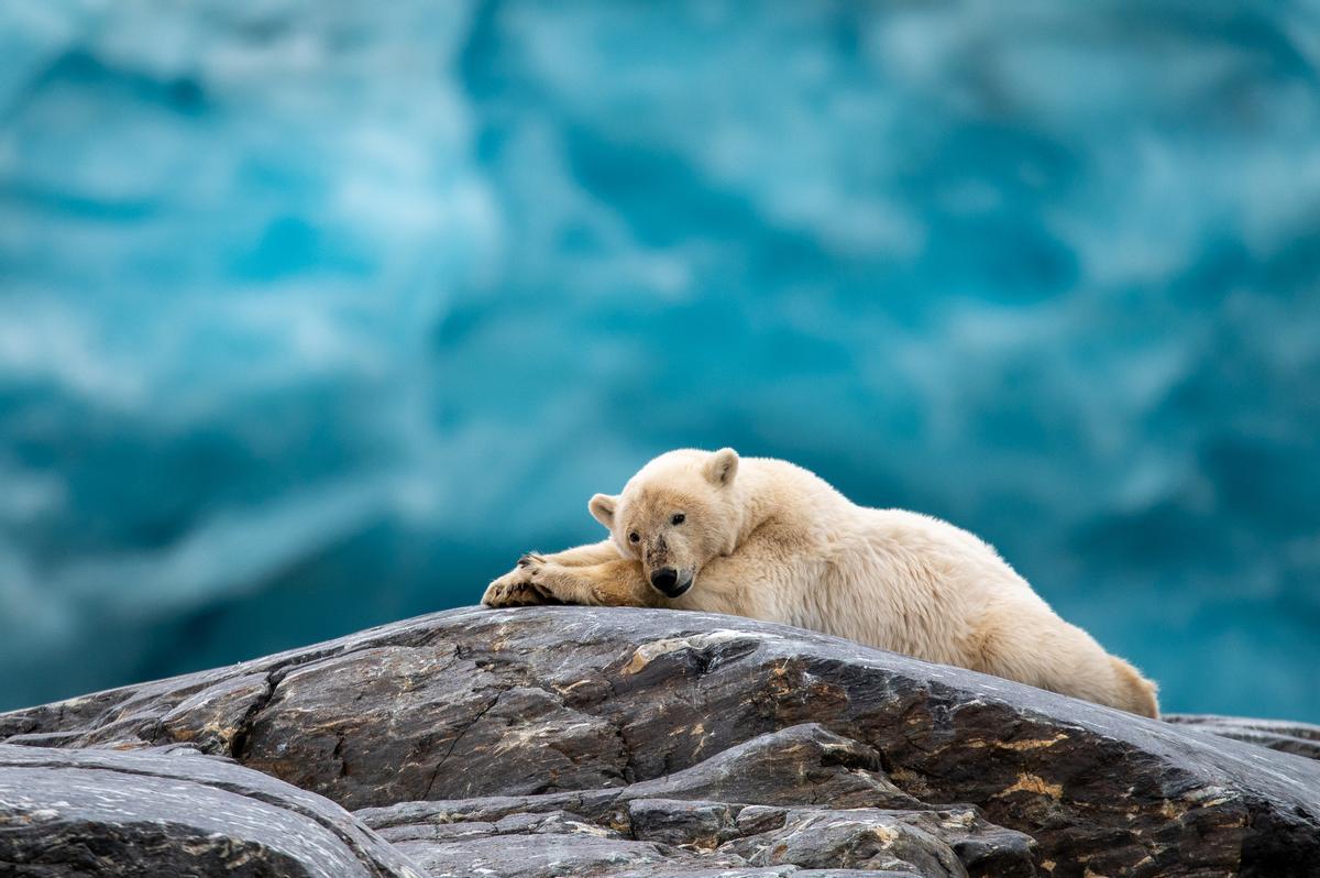 Oso polar